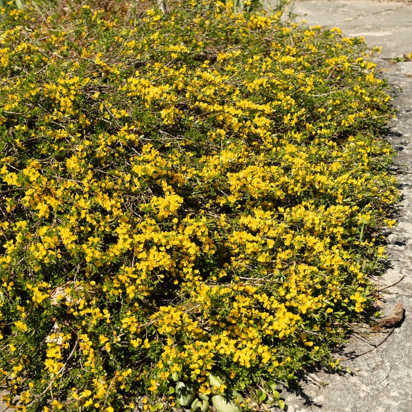 Genista pilosa Vancouver Gold (Porte)