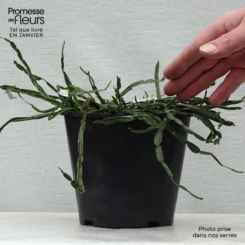 Genista sagittalis - Carquexia fina Maceta 2L/3L Ejemplar entregado en invierno