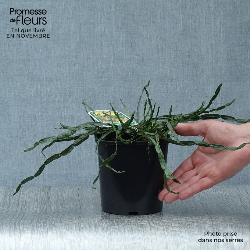 Ejemplar de Genista sagittalis - Carquexia fina Maceta 2L/3L entregado en otoño