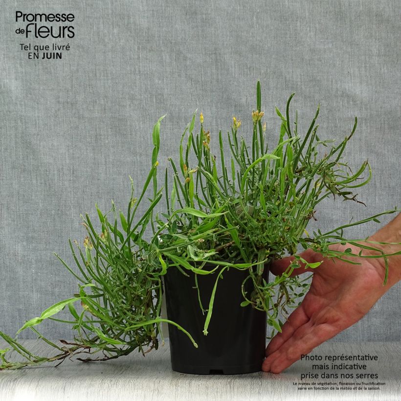 Ejemplar de Genista sagittalis - Carquexia fina Maceta 2L/3L entregado en verano