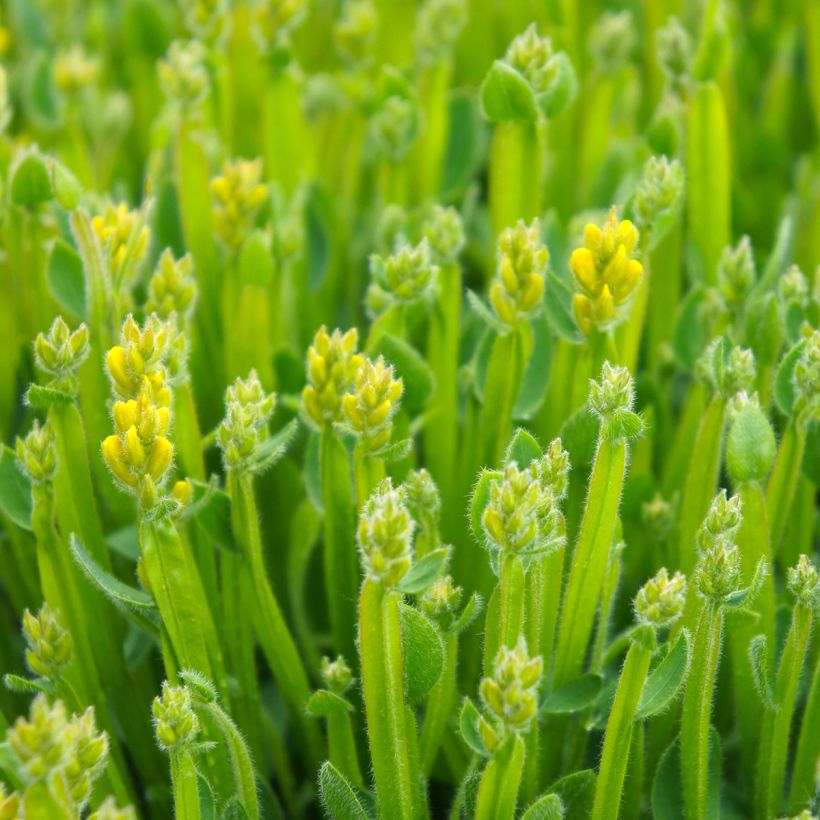 Genista sagittalis - Carquexia fina (Follaje)