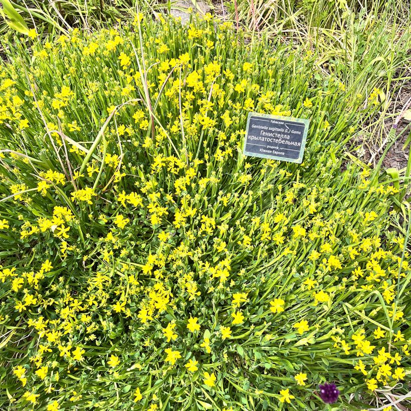 Genista sagittalis - Carquexia fina (Porte)