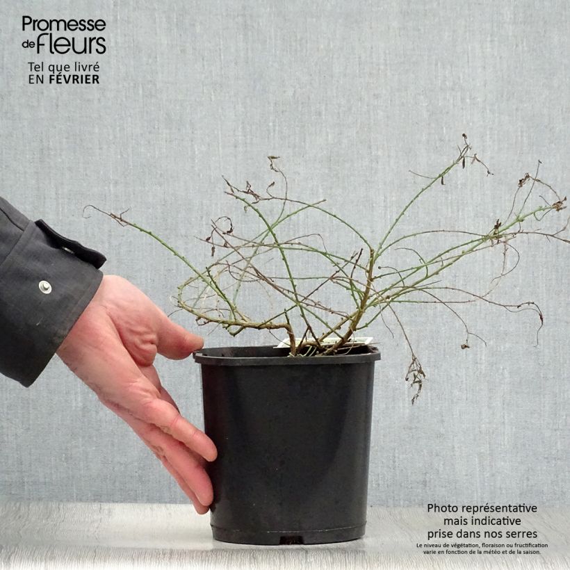 Genista tinctoria Plena - Retama de tintes Maceta 2L/3L Ejemplar entregado en invierno