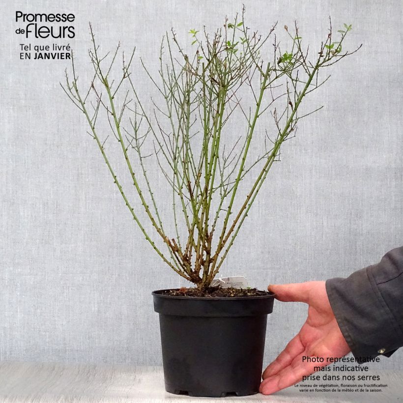 Genista tinctoria Royal Gold - Retama de tintes Maceta 2L/3L Ejemplar entregado en invierno