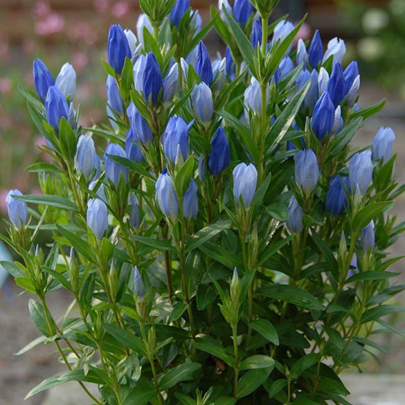 Gentiana makinoi Blue Star (Floración)