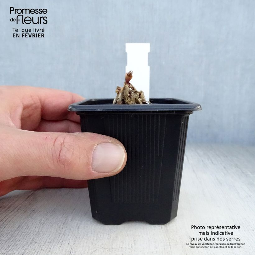 Gentiana makinoi Blue Star Maceta de 8/9 cm Ejemplar entregado en invierno