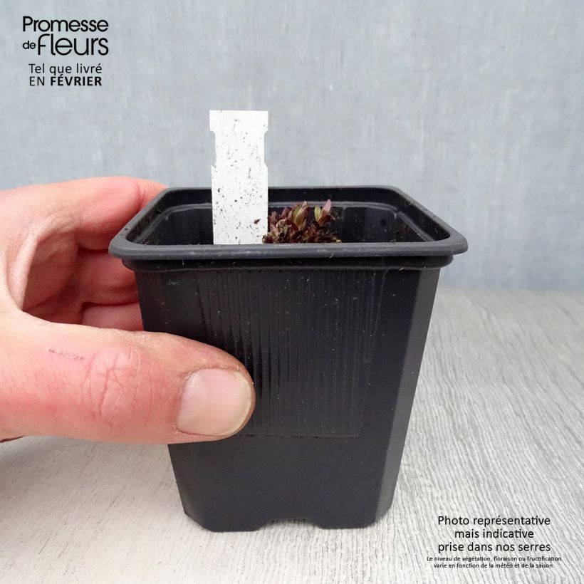 Gentiana True Blue Maceta de 8/9 cm Ejemplar entregado en invierno