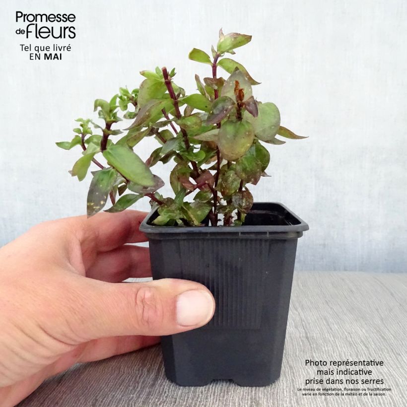 Gentiana True Blue Maceta de 8/9 cm Ejemplar entregado en la primavera