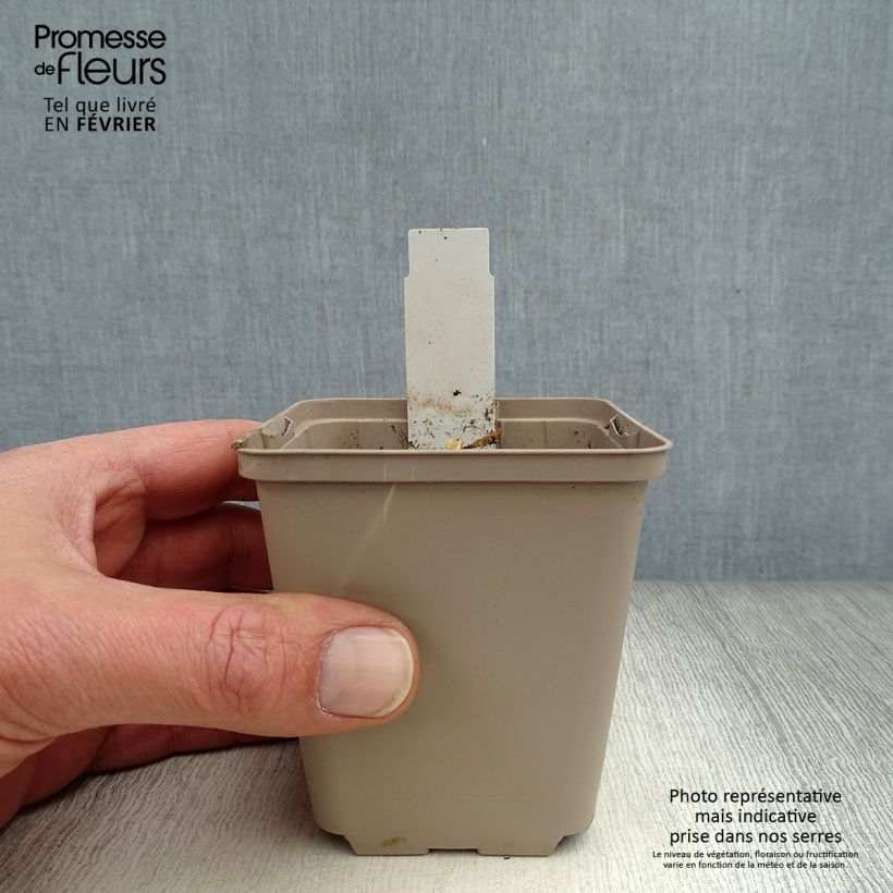 Gentiana cruciata Maceta de 8/9 cm Ejemplar entregado en invierno