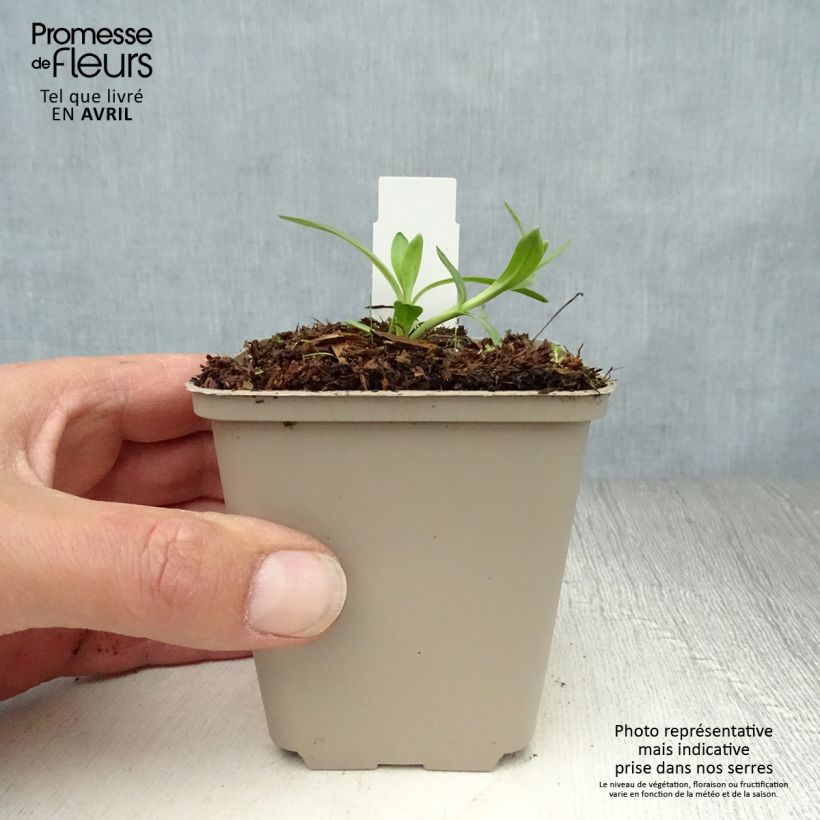 Gentiana cruciata Maceta de 8/9 cm Ejemplar entregado en la primavera