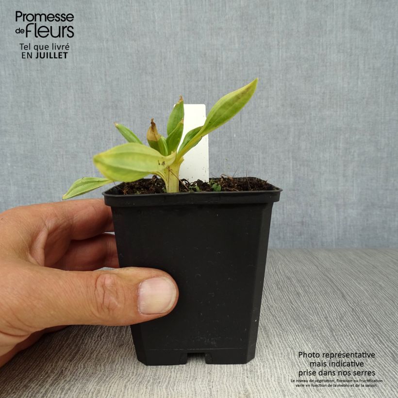 Ejemplar de Gentiana lutea Maceta de 8/9 cm entregado en verano