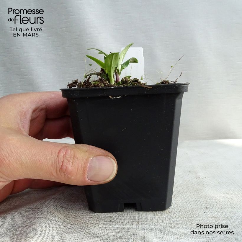 Gentiana lutea Maceta de 8/9 cm Ejemplar entregado en invierno