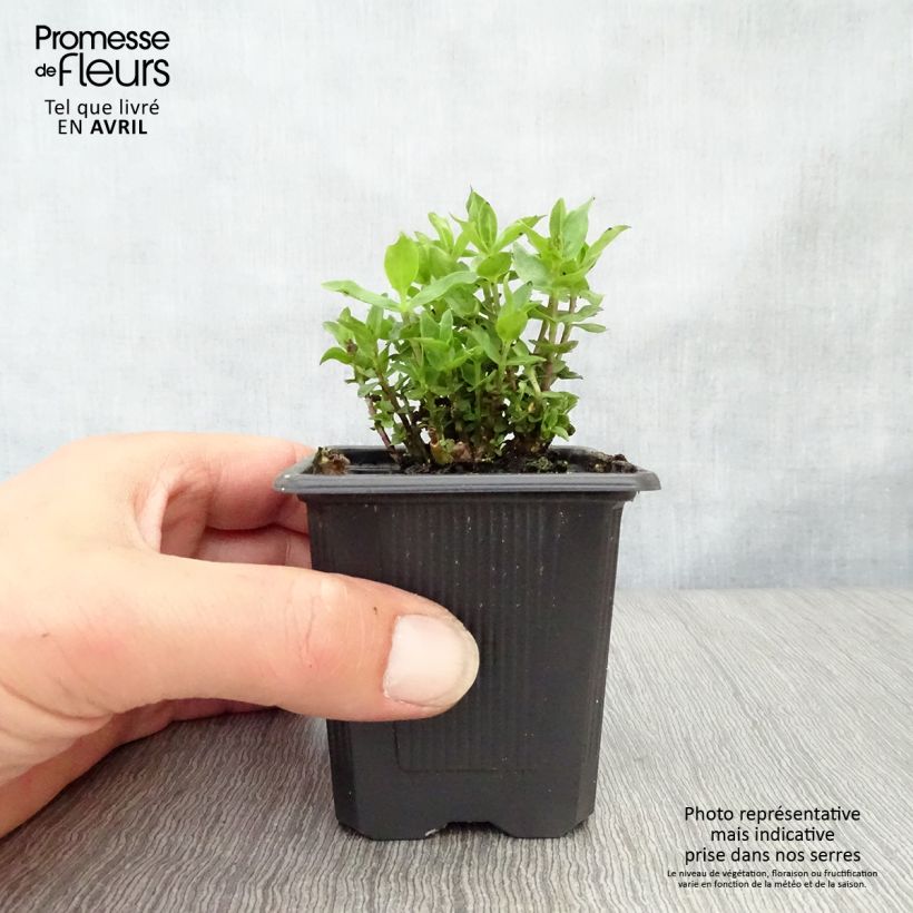 Gentiana hybrida Little Pinkie Maceta de 8/9 cm Ejemplar entregado en la primavera