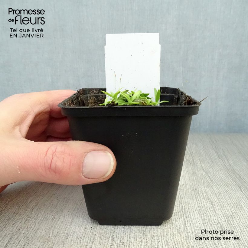 Gentiana acaulis Maceta de 8/9 cm Ejemplar entregado en invierno