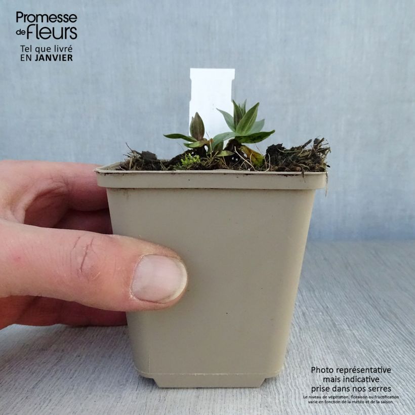 Gentiana asclepiadea Maceta de 8/9 cm Ejemplar entregado en invierno