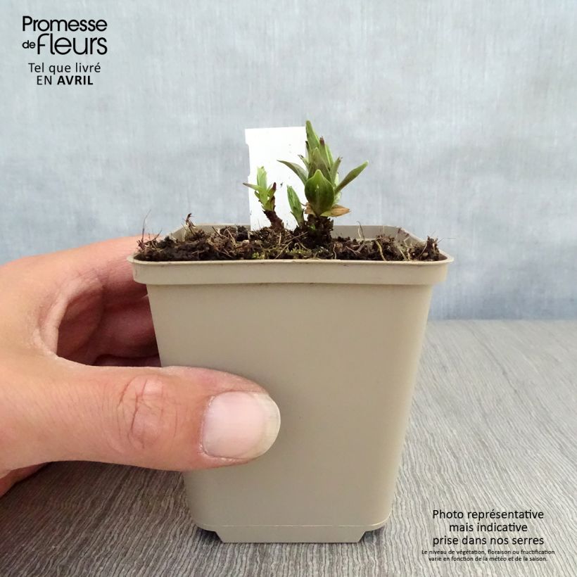 Gentiana asclepiadea Maceta de 8/9 cm Ejemplar entregado en la primavera