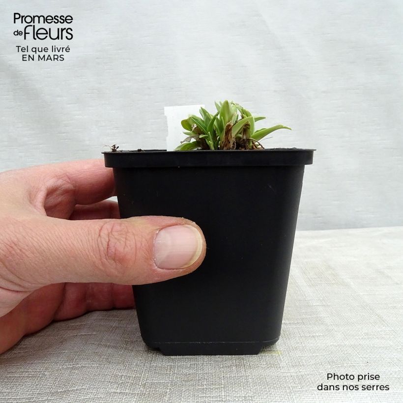 Gentiana dahurica Maceta de 8/9 cm Ejemplar entregado en invierno