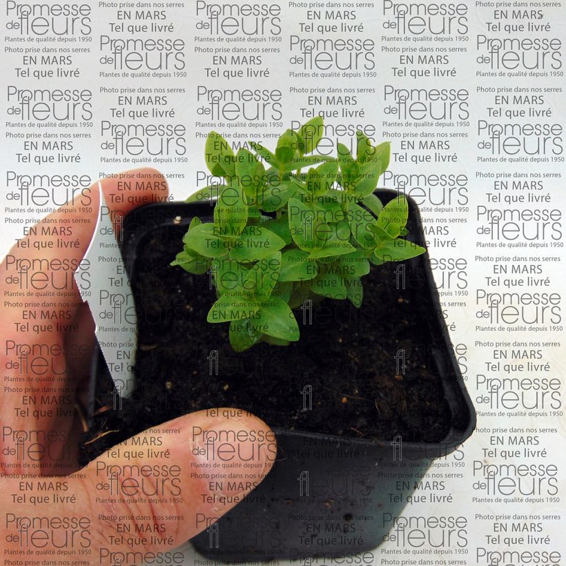 Ejemplo de ejemplar de Gentiana scabra Royal Stripes - Genciana japonesa Maceta de 8/9 cm tal y como se entrega