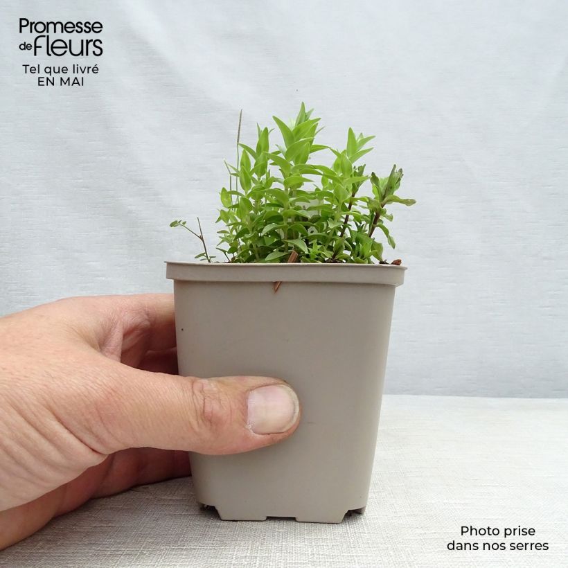 Gentiana septemfida var. lagodechiana Maceta de 8/9 cm Ejemplar entregado en la primavera