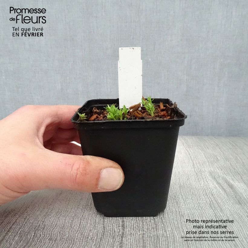 Gentiana sino-ornata Maceta de 8/9 cm Ejemplar entregado en invierno