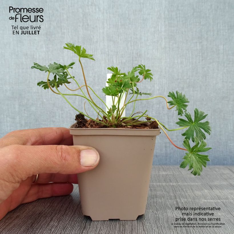 Ejemplar de Geranio cinereum Carol - Geranio vivaz Maceta de 8/9 cm entregado en verano