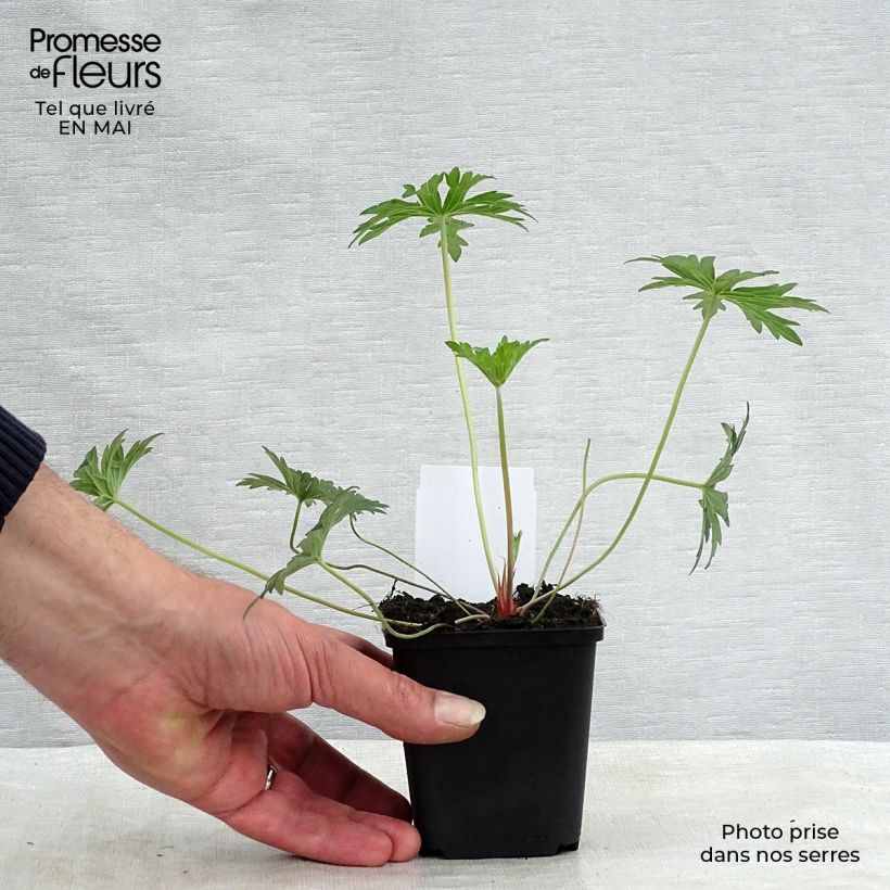 Geranium Eureka Blue - Geranio vivaz Maceta de 8/9 cm Ejemplar entregado en la primavera