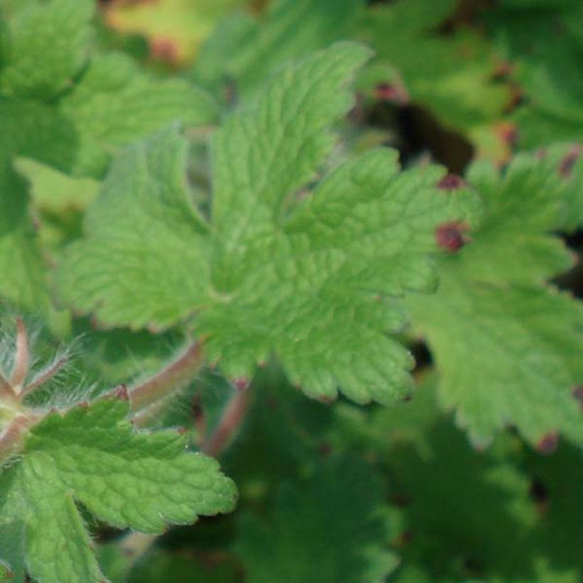 Geranium ibericum - Geranio vivaz (Follaje)