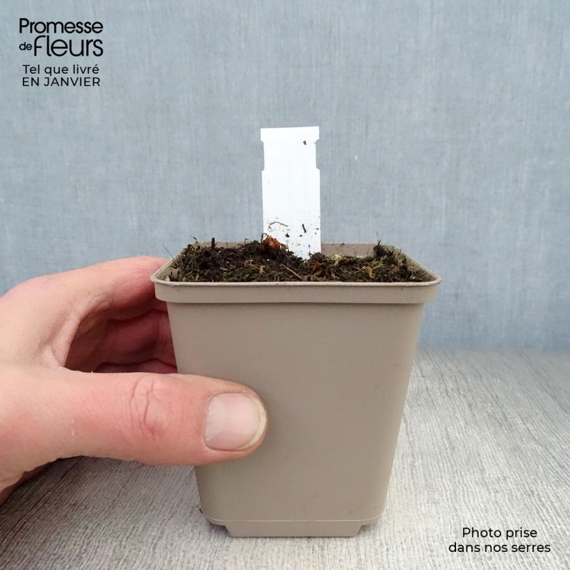 Geranio del Himalaya Azul - Geranium Irish Blue Maceta de 8/9 cm Ejemplar entregado en invierno