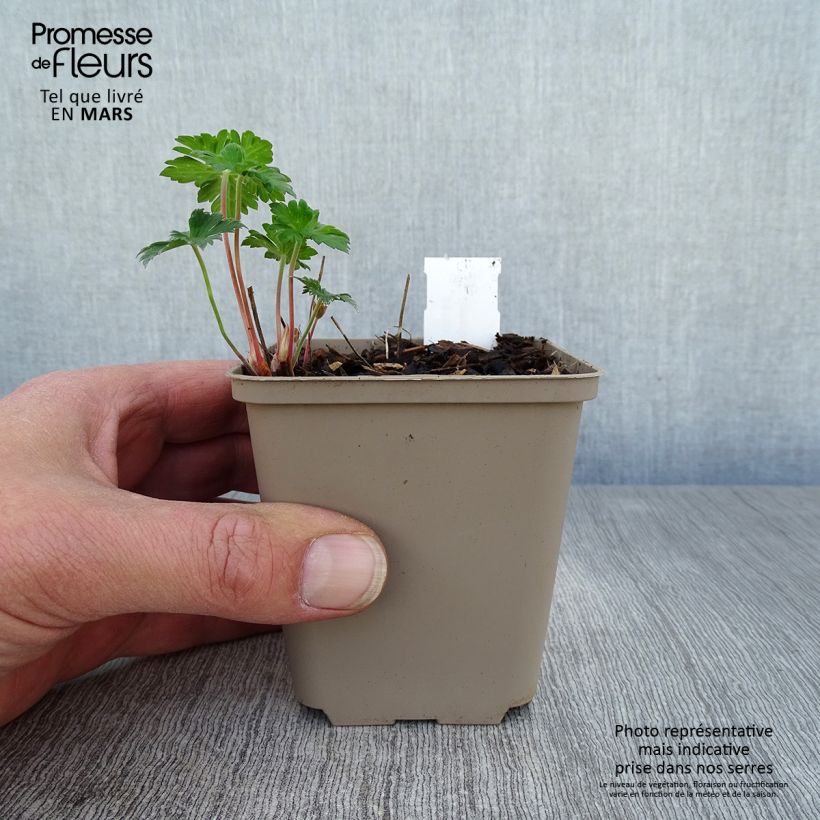 Geranio del Himalaya Azul - Geranium Irish Blue Maceta de 8/9 cm Ejemplar entregado en la primavera