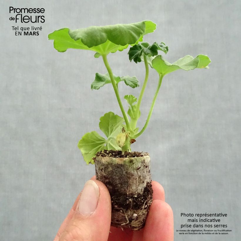 Geranio TwoinOne Violet - Malvón minicepellón: Ø 3/4 cm Ejemplar entregado en la primavera