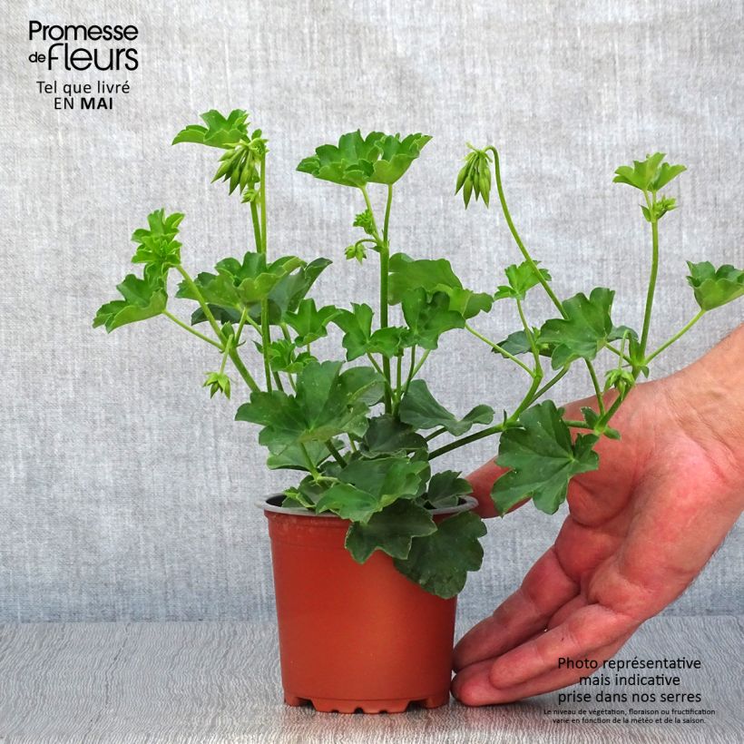 Geranio Balcon Lilas, Lila - Gitanilla Maceta de 8/9 cm Ejemplar entregado en la primavera
