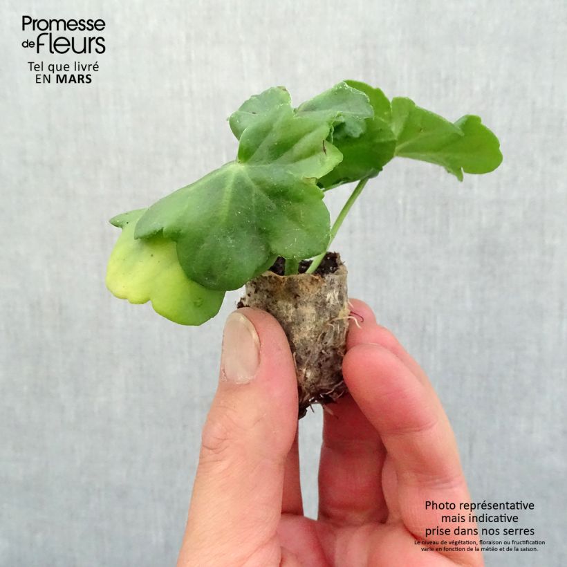Geranio Amelit - Gitanilla minicepellón: Ø 3/4 cm Ejemplar entregado en la primavera