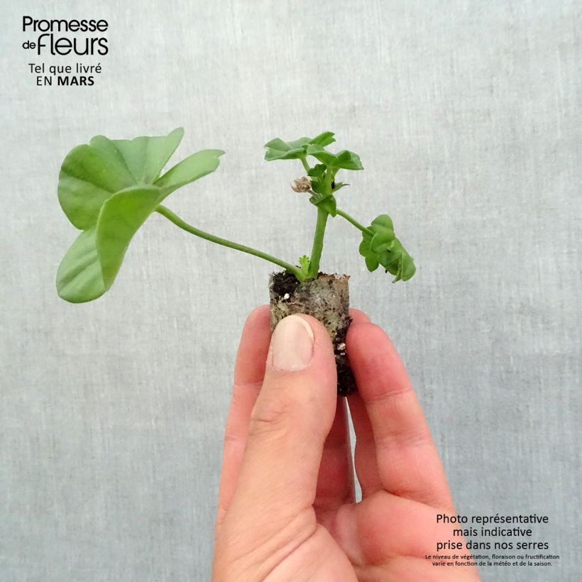 Geranio Rocky - Gitanilla minicepellón: Ø 3/4 cm Ejemplar entregado en la primavera