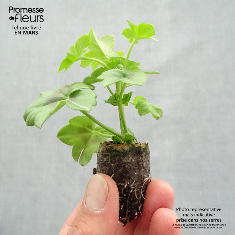 Geranio Double Royal Brillant Red - Gitanilla minicepellón: Ø 1,5/2,5 cm Ejemplar entregado en la primavera