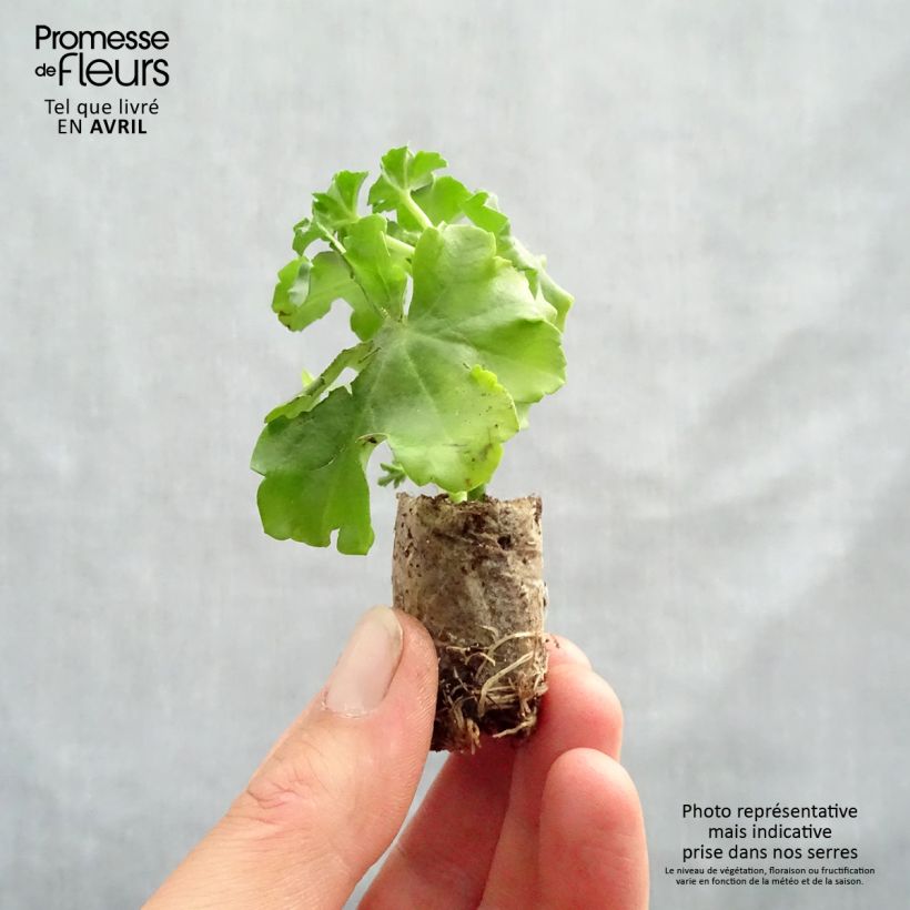 Geranio Ruby - Gitanilla minicepellón: Ø 3/4 cm Ejemplar entregado en la primavera