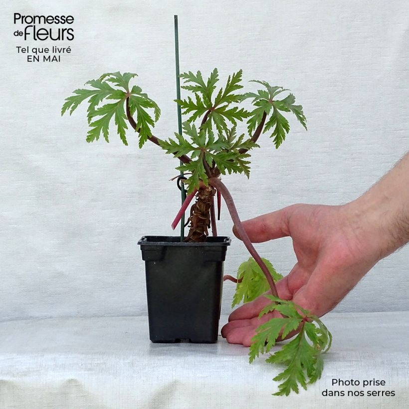 Geranio de Madeira - Geranium maderense Maceta de 7/8 cm Ejemplar entregado en la primavera