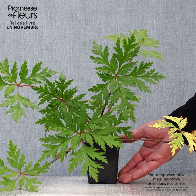 Ejemplar de Geranio de Madeira - Geranium maderense Maceta de 7/8 cm entregado en otoño