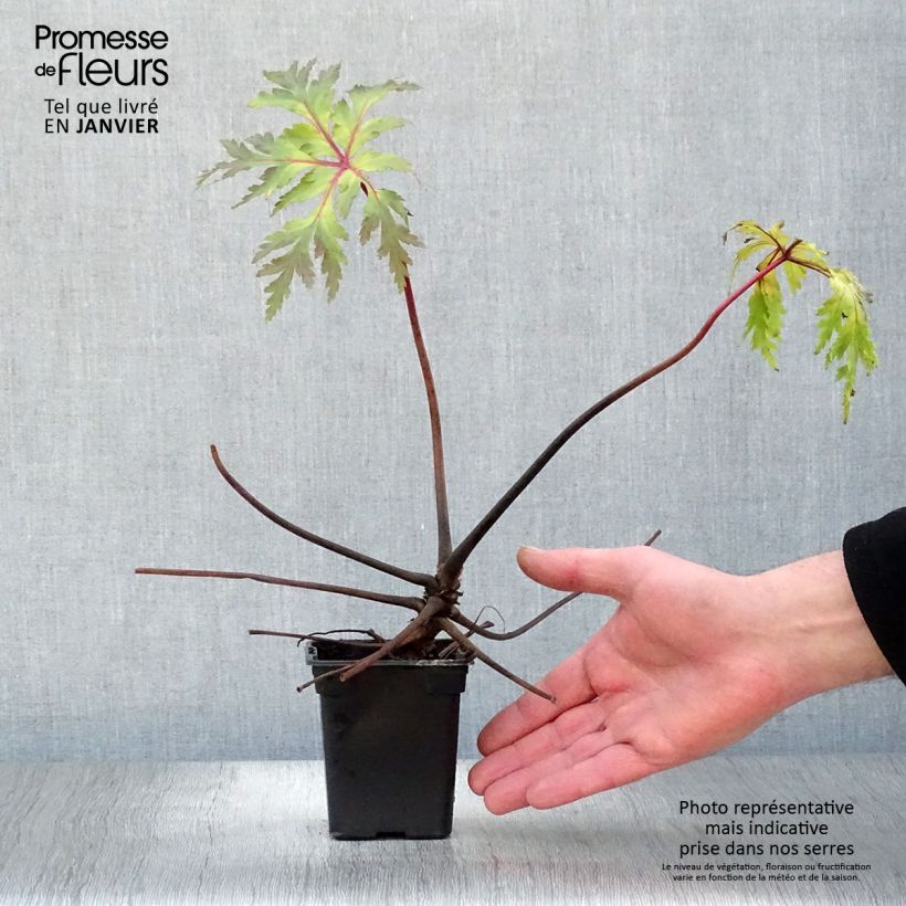 Geranio de Madeira - Geranium maderense Maceta de 7/8 cm Ejemplar entregado en invierno