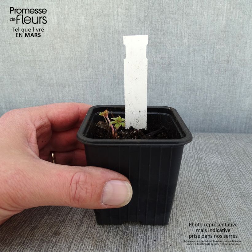 Geranio de prado Else Lacey - Geranium pratense Maceta de 8/9 cm Ejemplar entregado en invierno