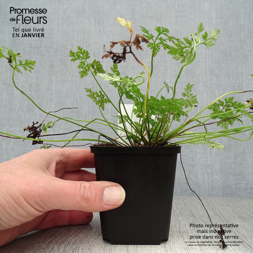 Geranium robertianum - Hierba de San Roberto Maceta de 8/9 cm Ejemplar entregado en invierno