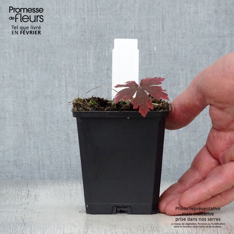 Geranio Ann Folkard - Geranio vivaz Maceta de 8/9 cm Ejemplar entregado en invierno