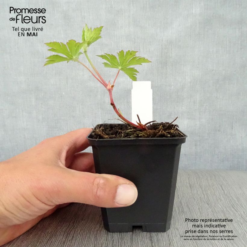 Geranio Ann Folkard - Geranio vivaz Maceta de 8/9 cm Ejemplar entregado en la primavera