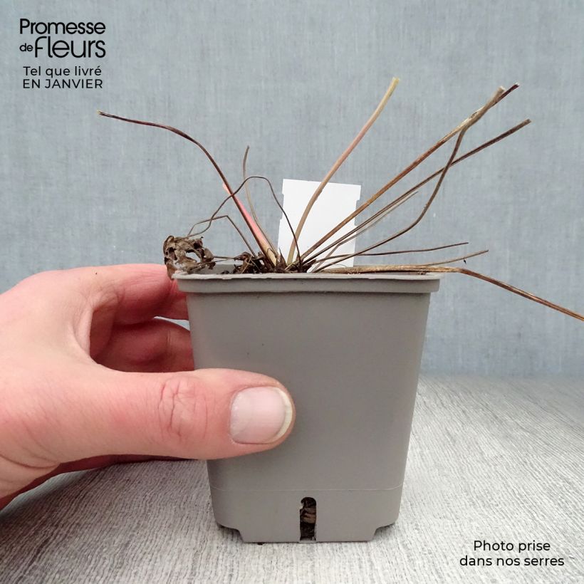 Geranio Anne Thomson - Geranio vivaz Maceta de 8/9 cm Ejemplar entregado en invierno