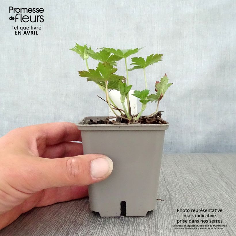 Geranio Anne Thomson - Geranio vivaz Maceta de 8/9 cm Ejemplar entregado en la primavera