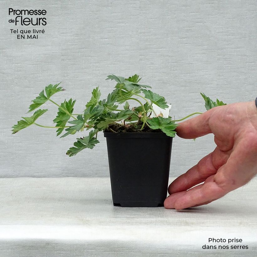 Geranio Azure Rush - Geranio vivaz Maceta de 8/9 cm Ejemplar entregado en la primavera