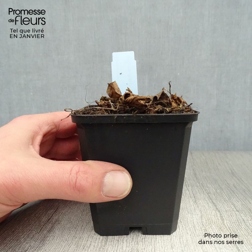 Geranio Azure Rush - Geranio vivaz Maceta de 8/9 cm Ejemplar entregado en invierno