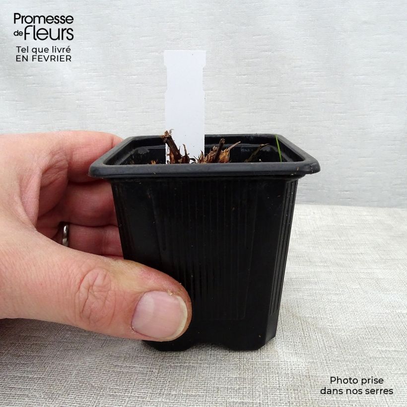 Geranio Blue Cloud - Geranio vivaz Maceta de 8/9 cm Ejemplar entregado en invierno