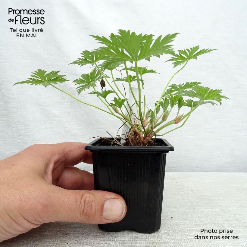 Geranio Blue Cloud - Geranio vivaz Maceta de 8/9 cm Ejemplar entregado en la primavera