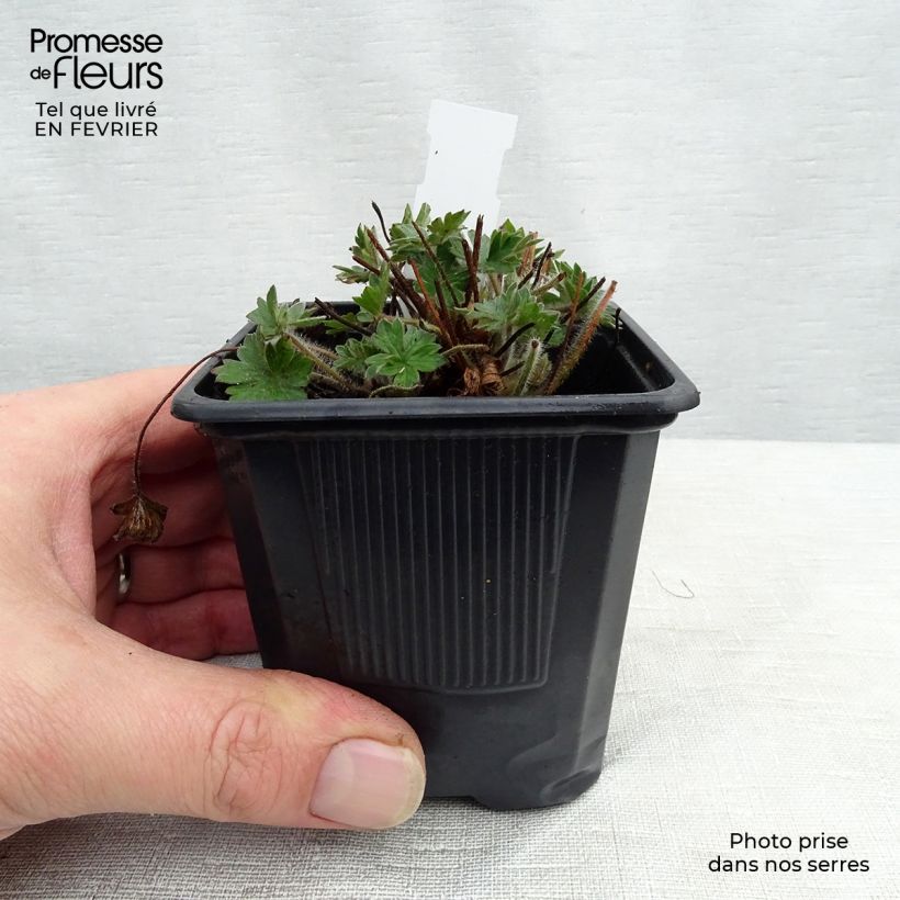 Geranio de sangre Blushing Turtle - Geranium sanguineum Maceta de 8/9 cm Ejemplar entregado en invierno