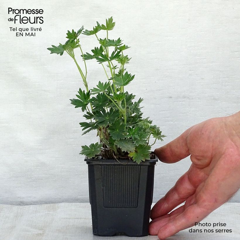 Geranio de sangre Blushing Turtle - Geranium sanguineum Maceta de 8/9 cm Ejemplar entregado en la primavera